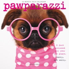 PAWPARAZZI 2019 MINI WALL CALENDAR, Paperback Book PAWPARAZZI 2019 MINI WALL CALENDAR, Paperback Book