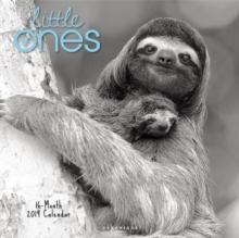 LITTLE ONES 2019 SQUARE WALL CALENDAR, Paperback Book LITTLE ONES 2019 SQUARE WALL CALENDAR, Paperback Book
