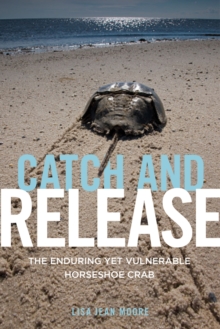 Catch and Release : The Enduring Yet Vulnerable Horseshoe Crab