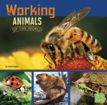 Working Animals of the World, Paperback / softback Book Working Animals of the World, Paperback / softback Book