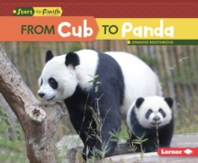 From Cub to Panda