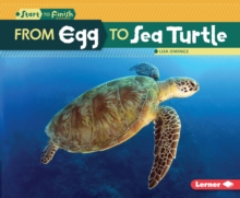 From Egg to Sea Turtle