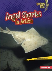 Angel Sharks In Action