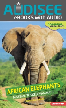 African Elephants : Massive Tusked Mammals