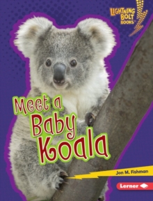 Meet a Baby Koala