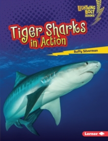 Tiger Sharks in Action