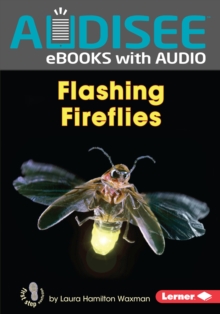 Flashing Fireflies