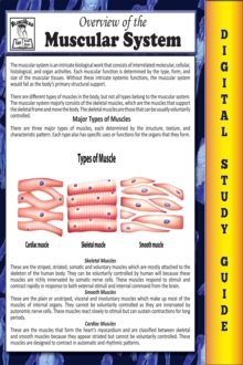 Muscular System ( Blokehead Easy Study Guide)