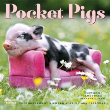2019 Pocket Pigs Wall Calendar, Calendar Book 2019 Pocket Pigs Wall Calendar, Calendar Book