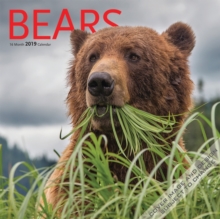 Bears 2019 Square Wall Calendar, Calendar Book Bears 2019 Square Wall Calendar, Calendar Book