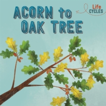 Life Cycles: Acorn to Oak Tree, Paperback / softback Book Life Cycles: Acorn to Oak Tree, Paperback / softback Book