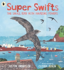 Super Swifts: The Small Bird With Amazing Powers