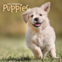Carousel Calendars 2026 Puppies Square Wall Sunday Start Calenda