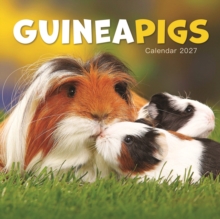 Guinea Pigs Mini