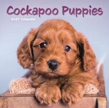 Cockapoo Puppies Mini