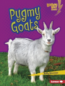 Pygmy Goats