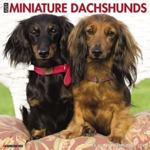 Just Mini Dachshunds 2019 Wall Calendar (Dog Breed Calendar), Calendar Book Just Mini Dachshunds 2019 Wall Calendar (Dog Breed Calendar), Calendar Book