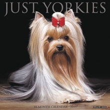 Just Yorkies 2019 Wall Calendar (Dog Breed Calendar), Calendar Book Just Yorkies 2019 Wall Calendar (Dog Breed Calendar), Calendar Book