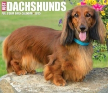 Dachshunds 2025 6.2 X 5.4 Box Calendar