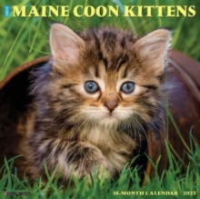 Just Maine Coon Kittens 2025 12 X 12 Wall Calendar