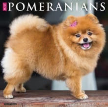 Just Pomeranians 2025 12 X 12 Wall Calendar