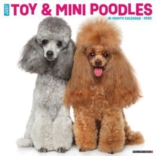 Just Toy & Miniature Poodles 2025 12 X 12 Wall Calendar