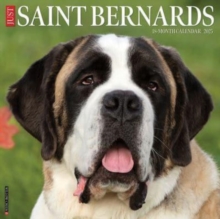 Just Saint Bernards 2025 12 X 12 Wall Calendar