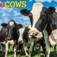 Cows 2027 Wall Willow Creek Press