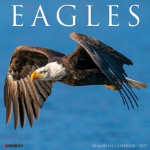 Eagles 2027 Wall Willow Creek Press Paperback