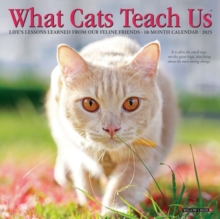 What Cats Teach Us 2027 Mini
