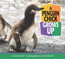 A Penguin Chick Grows Up