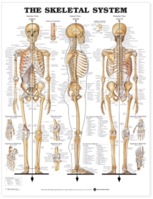 The Skeletal System Anatomical Chart, Wallchart Book The Skeletal System Anatomical Chart, Wallchart Book