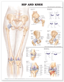 Hip and Knee Anatomical Chart|Hallgrimur Helgason|Paperback / softback