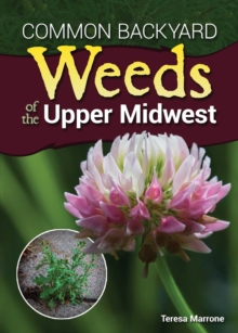 Common Backyard Weeds of the Upper Midwest