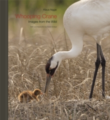 Whooping Crane