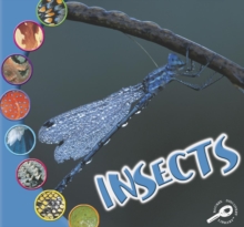 Insects