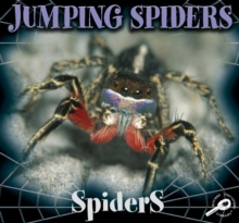 Jumping Spiders