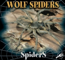 Wolf Spiders