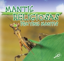 Mantis Religiosas : Praying Mantis