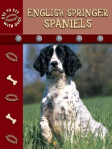 English Springer Spaniels