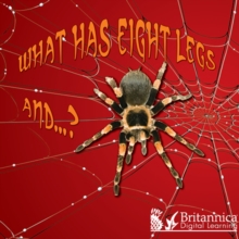 What Has Eight Legs and... ?