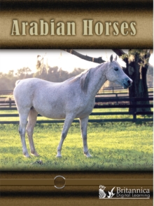 Arabian Horses