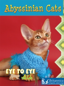 Abyssinian Cats