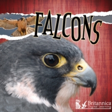 Falcons