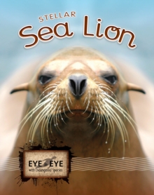 Stellar Sea Lions