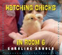 Hatching Chicks in Room 6