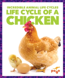 Life Cycle of a Chicken