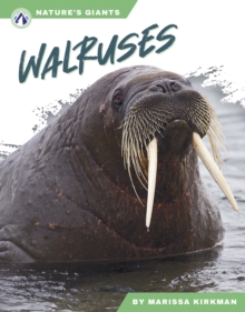 Walruses