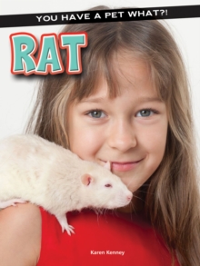 Rat