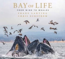 Bay of Life : From Wind to Whales